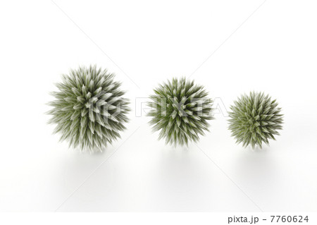 アザミ アザミ 7760624