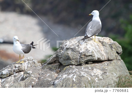 ウミネコ 7760681