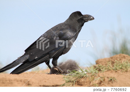 カラスがウトウの雛を捕食 7760692