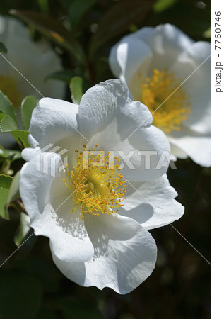 ナニワノイバラ(浪花野茨) ナニワノイバラ(浪花野茨) 7760746