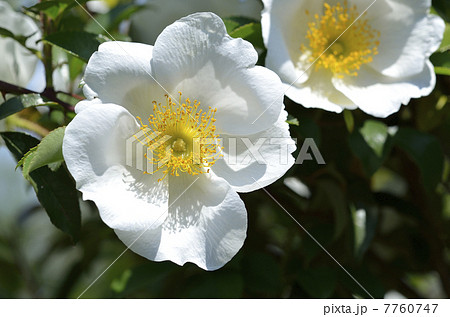 ナニワノイバラ(浪花野茨) ナニワノイバラ(浪花野茨) 7760747