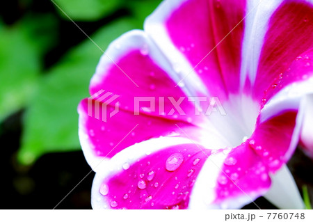 雨上がりの朝顔 雨上がりの朝顔 7760748