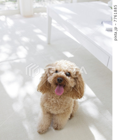 トイプードル 7761885