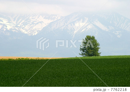 大雪と嵐の木 大雪と嵐の木 7762218