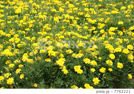 マリーゴールド 7762221