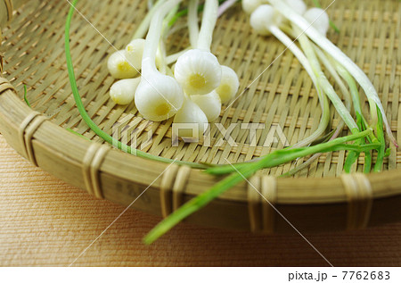 野蒜とザル 7762683