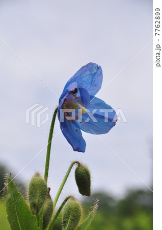 青いけしの花 青いけしの花 7762899