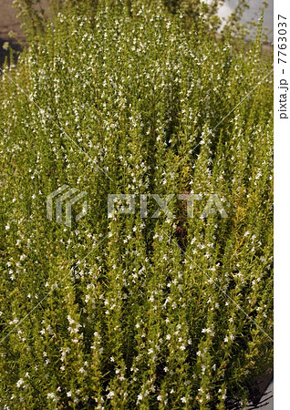 サマーサボリー(サマーセイボリー)の白い花 7763037