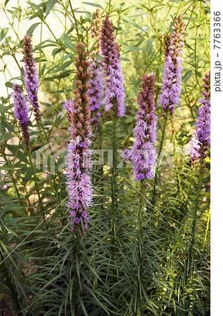 リアトリスの花 7763366