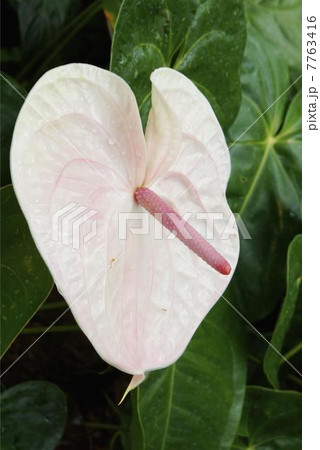 アンスりウム・アクロポリス 7763416