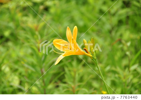 ニッコウキスゲ 7763440