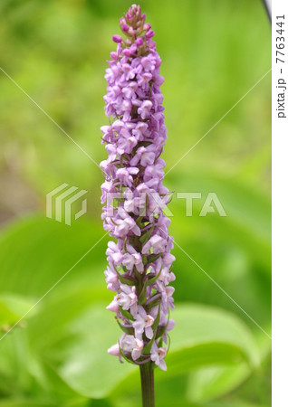 ノビネチドリ 7763441