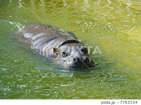 泳ぐコビトカバ 7763534
