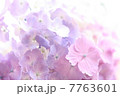 あじさい 7763601