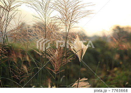 秋の風景（荻） 7763668