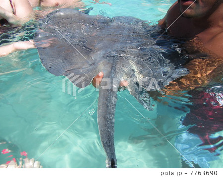 アカエイの尾 7763690