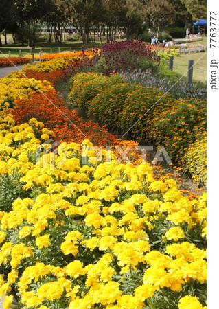 大阪市長居公園の花壇 大阪市長居公園の花壇 7763772