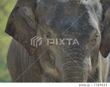 ゾウの大きな顔 ゾウの大きな顔 7764034