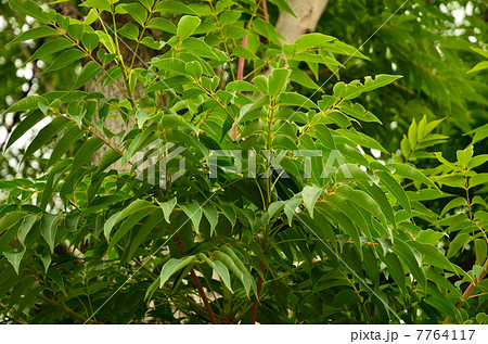 樹木・ハゼノキ　ウルシ科 7764117