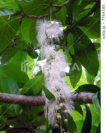 サガリバナ 7764380