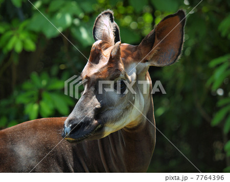 オカピの顔 7764396