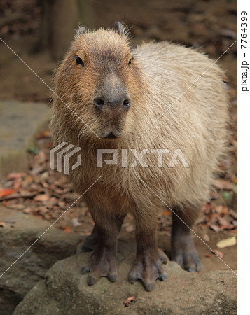 かわいい　カピバラ 7764399