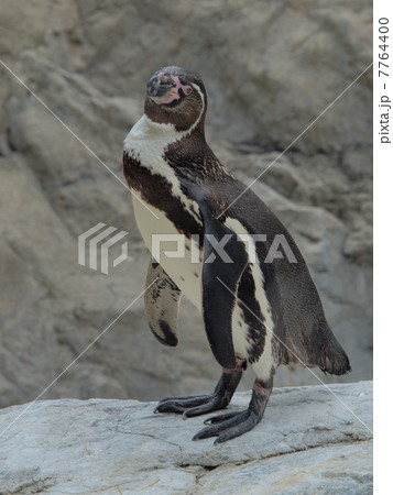 かわいい フンボルトペンギン かわいい フンボルトペンギン 7764400