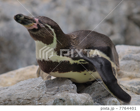 一休み　フンボルトペンギン 7764401