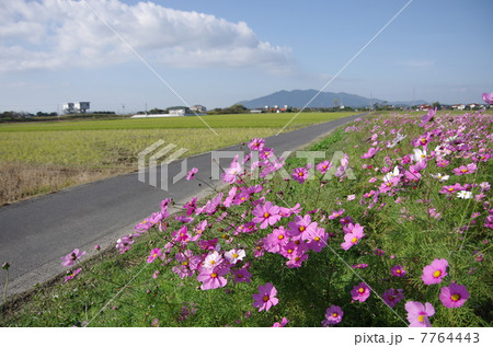 出雲平野のコスモス畑と農道の景色 7764443