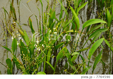 植物 ヘラオモダカ オモダカ科の写真素材