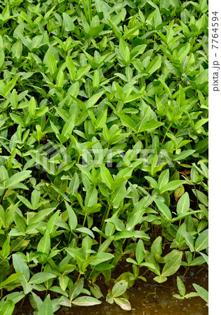 植物・ミツガシワ　ミツガシワ科 7764594