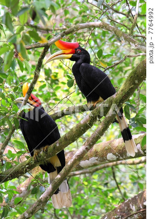 Rhinoceros Hornbill （サイチョウ）ペア 7764992