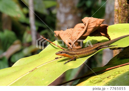 葉っぱの上で日光浴するCommon Sun Skink(タテスジマブヤ) 葉っぱの上で日光浴するCommon Sun Skink(タテスジマブヤ) 7765055