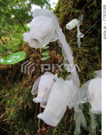 ギンリョウソウ ギンリョウソウ 7765086