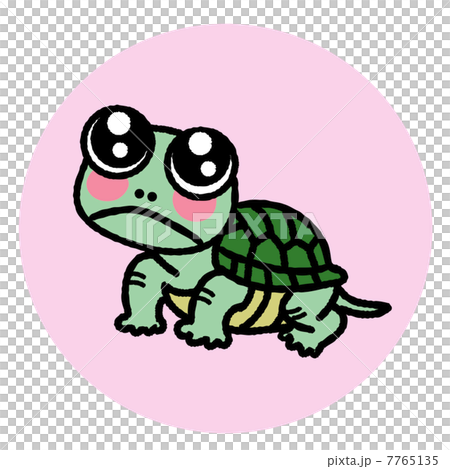 カメちゃん カメちゃん 7765135