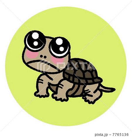 カメちゃん 7765136