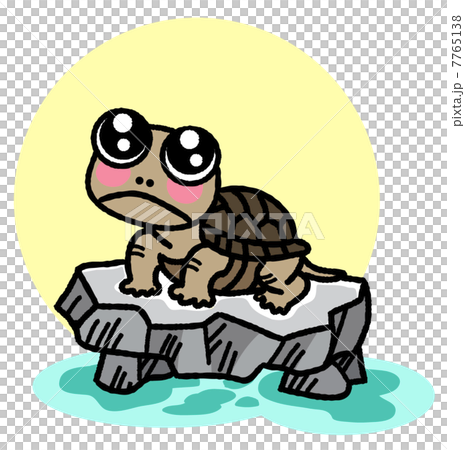 Turtle on the stone 7765138