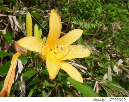 ノゾリキスゲ・イメージ（９） 7765300