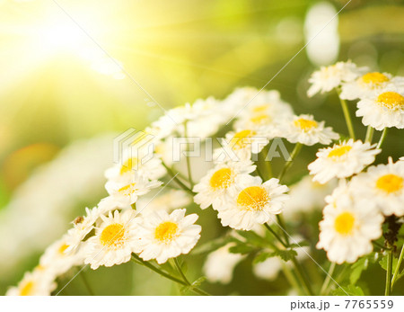 Camomile field 7765559