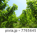 桑畑 7765645