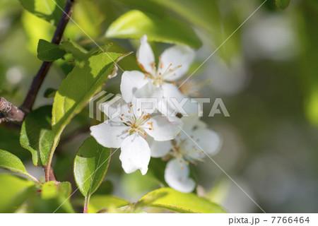 ズミの花 7766464