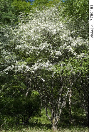 満開のズミ 7766465