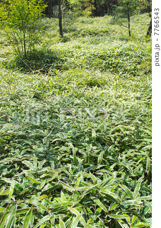 森を覆うクマザサ 7766543