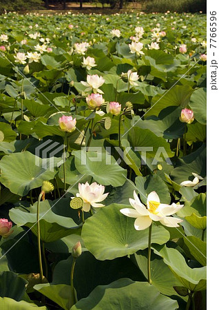 長居植物園の蓮の花(酔妃蓮) 7766596