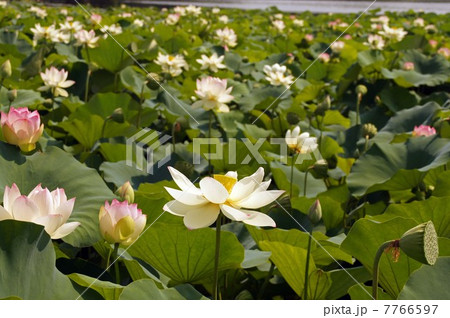 長居植物園の蓮の花(酔妃蓮) 7766597