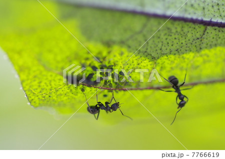 茄子の葉の裏にいる害虫アブラムシと蟻 7766619