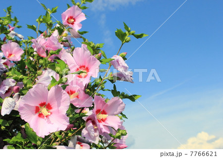 ムクゲと青空 7766621