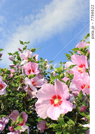 ムクゲと夏の空 ムクゲと夏の空 7766622