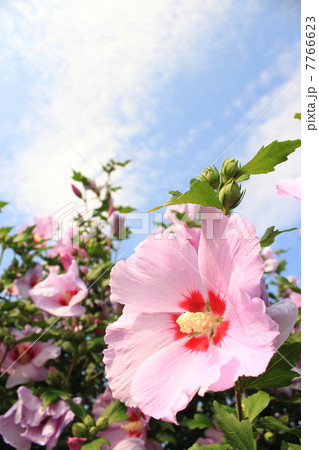 ムクゲと夏の空 ムクゲと夏の空 7766623