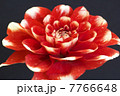 ダリア 7766648